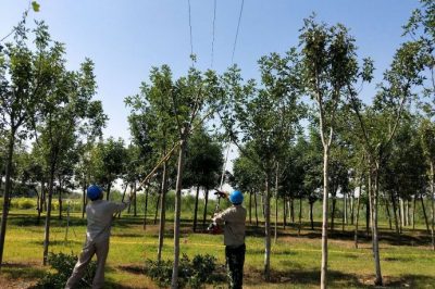 國網(wǎng)天津武清供電公司員工對逸仙園變電站所帶線路進行巡視