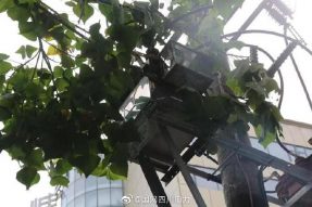 雁江供電公司修理10kV中晶二線上樹枝，變身“伐木工”