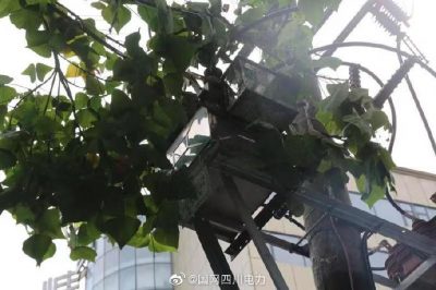 雁江供電公司修理10kV中晶二線上樹枝，變身“伐木工”