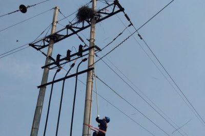 泊頭市供電公司及時清理35千伏前營3212線路鳥窩