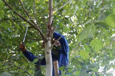 對輸配電線路開展專項隱患排查，集中清理低壓線路旁的超高樹木