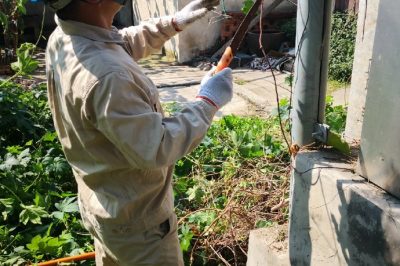 通安供電所及時消除通安市鎮(zhèn)20號綜合變及線路上的藤蔓