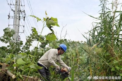 配合周山鎮(zhèn)長寧村18號配電臺區(qū)砍伐電力線旁的超高樹木