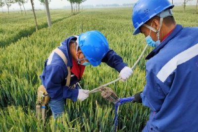 戰(zhàn)疫情 保供電#風吹麥成浪，田間施工忙，周末不打烊，供電有保障