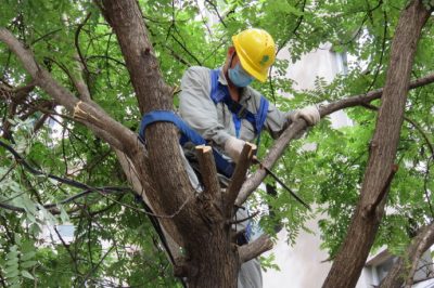 為臺區(qū)進行樹障清理保障夏季高溫用上放心電