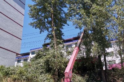 配電運(yùn)檢人員在10千伏高鎮(zhèn)線對(duì)高大樹木進(jìn)行砍青掃障